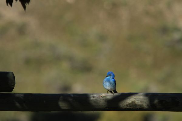 Yellowstone RV Park by null