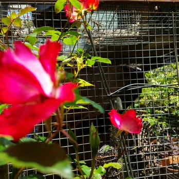 Plantplay Gardens - Nurseries & Gardening Near Me - Oceanside, California Plantplay Gardens - Nurseries & Gardening Near Me - Oceanside, California