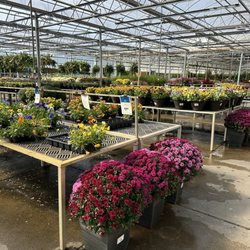 Flowerland - Mums