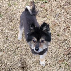 Pawprints On the Heartland - Pawprints on the Heartland has fixed my Pomeranian, plus all my cats throughout the years!