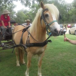 Apache Pass - Carriage rides with Ellie the horse