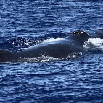 Trilogy Excursions - Snorkeling Near Me - Lahaina, Hawaii