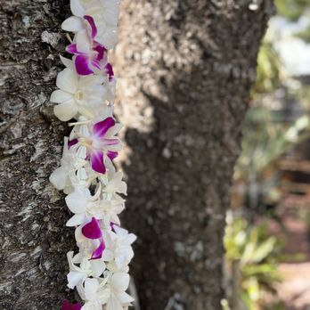 Gulf Orchids - Leis - Nurseries & Gardening Near Me - Gulfport, Florida Gulf Orchids - Leis - Nurseries & Gardening Near Me - Gulfport, Florida