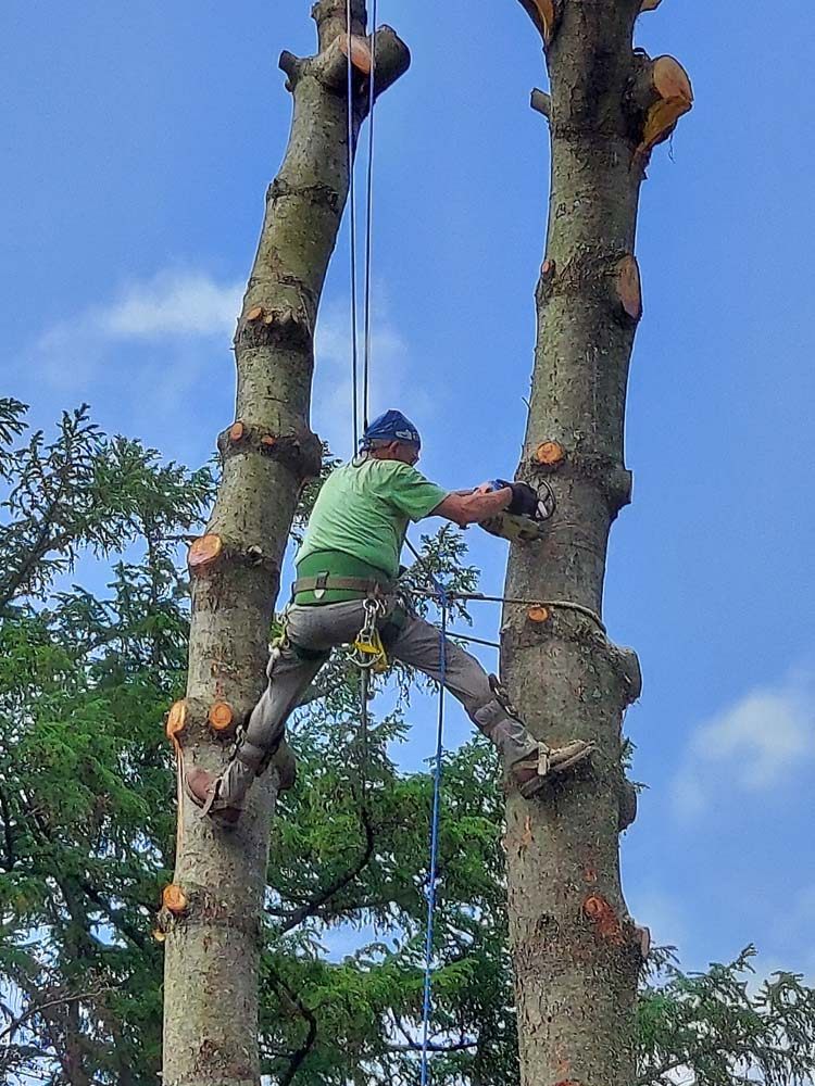 MIKE’S TREE & LANDSCAPING 13 Photos Paoli, Pennsylvania Crane