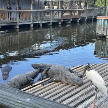 Gatorland - Zoos Near Me - Orlando, Florida Gatorland - Zoos Near Me - Orlando, Florida