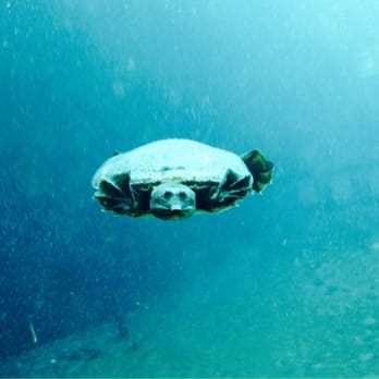 Crystal River Watersports - Virgil- one of the few animals you'll see (Blue Grotto). - Scuba Diving Near Me - Crystal River, Florida Crystal River Watersports - Virgil- one of the few animals you'll see (Blue Grotto). - Scuba Diving Near Me - Crystal River, Florida