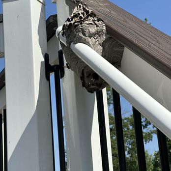 Home Shield Pest Solutions - Large wasp nest on stairs. - Pest Control Near Me Home Shield Pest Solutions - Large wasp nest on stairs. - Pest Control Near Me