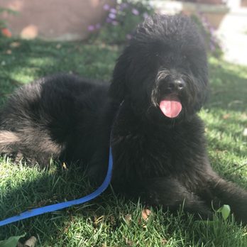 Vida pet grooming - Pet Sitting Near Me - Reseda, California