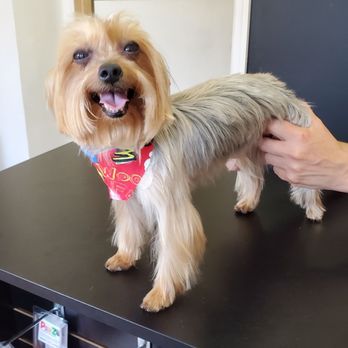 Dog Friendly Grooms - Pet Groomers Near Me - Ridgewood, New York