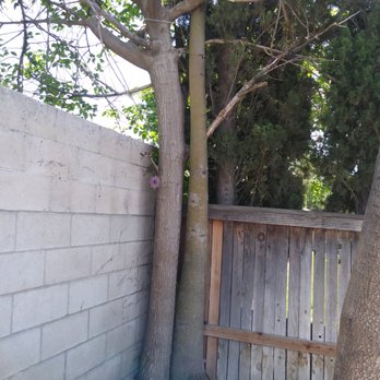 Castros Tree Services - Two trees near block wall and growing into wooden fence. - Tree Services Near Me Castros Tree Services - Two trees near block wall and growing into wooden fence. - Tree Services Near Me