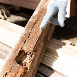 Eagle Eye Home Inspections - Wood destroying insect inspection