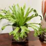 The Plant Guys
