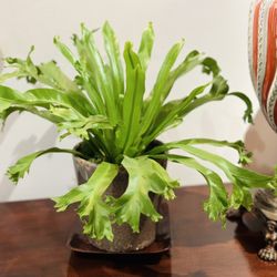 The Plant Guys