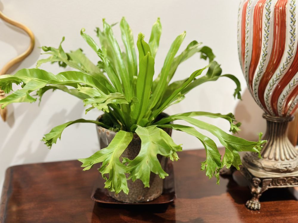 THE PLANT GUYS near you at 13702 Jamboree Rd, Irvine, California 10