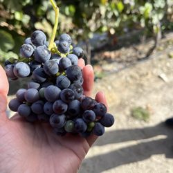 CMTOUR - Fresh grapes from Duoro Valley