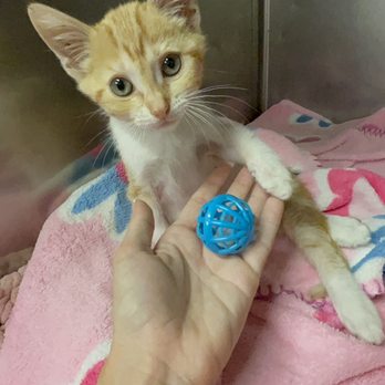 Beach Garfield Veterinary Hospital 88 Photos 268 Reviews Veterinarians 18861 Beach Blvd Huntington Beach Ca Phone Number