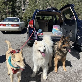 The Dog Camp - Pet Sitting Near Me The Dog Camp - Pet Sitting Near Me