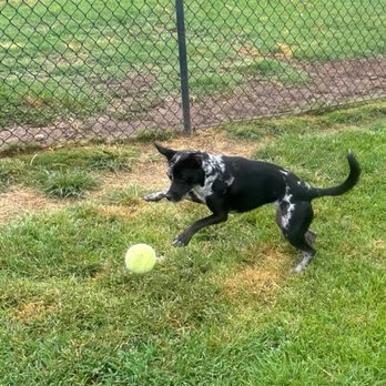 Best Friends Boarding Too - Pet Groomers Near Me - Cedar Creek, Texas Best Friends Boarding Too - Pet Groomers Near Me - Cedar Creek, Texas