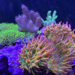 Supreme Reefs