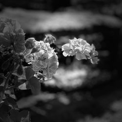 Orta Garden Supply - Nursery