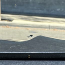 Cracked windshield