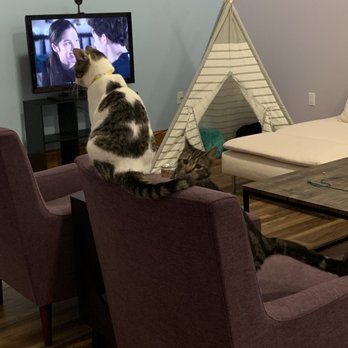 Lazy Cat Lounge - Pet Adoption Near Me - Lafayette, Indiana