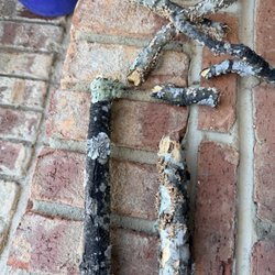 Bills Tree Service - Rotted pieces