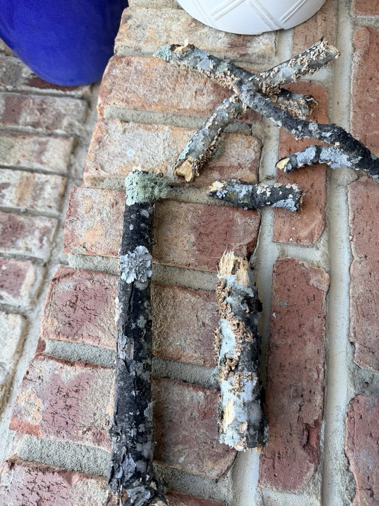 Bills Tree Service - tree service in Greensboro, NC