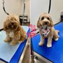 Good Day Dog Grooming