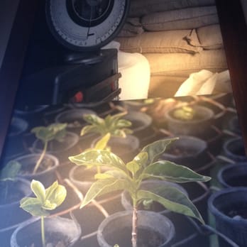 Starbucks - a picture of a plant growing in a pot - Coffee & Tea Near Me - Langley, British Columbia Starbucks - a picture of a plant growing in a pot - Coffee & Tea Near Me - Langley, British Columbia