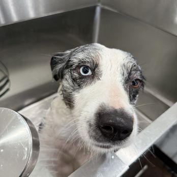 Doggy Cat Boutique - Pet Stores Near Me - Lomita, California Doggy Cat Boutique - Pet Stores Near Me - Lomita, California
