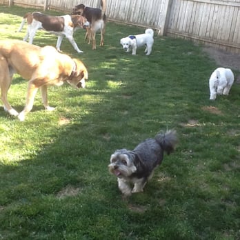 Canine Sleep Over - Pet Sitting Near Me - Jackson, New Jersey