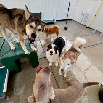Dog Days - Dog friends - Dog Walkers Near Me - San Diego, California