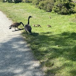 The Park at Flat Rock - Geese and babies