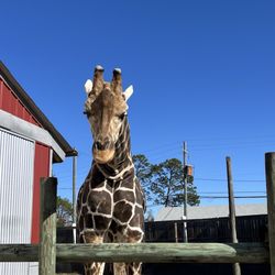 Zoo World - Giraffe