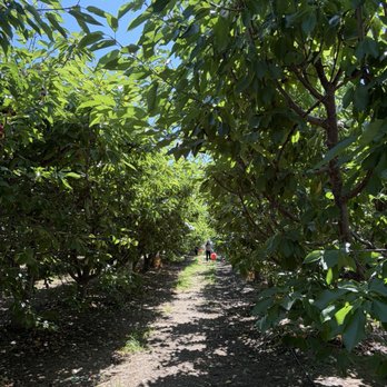 Cherry Time - Pick Your Own Farms Near Me - Brentwood, California Cherry Time - Pick Your Own Farms Near Me - Brentwood, California