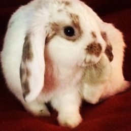 Our sweet Lola Our sweet Lola