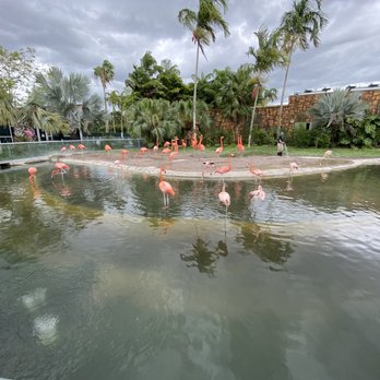 Zoo Miami - Zoos Near Me - Miami, Florida