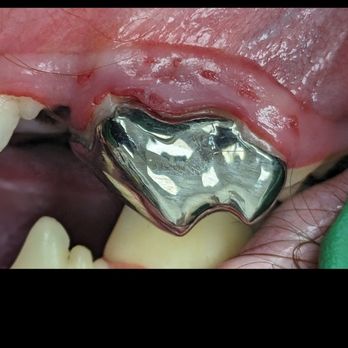 Prairie Veterinary Dental Services - Crown, for our designer dog! - Veterinarians Near Me - Edmonton, Alberta Prairie Veterinary Dental Services - Crown, for our designer dog! - Veterinarians Near Me - Edmonton, Alberta