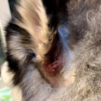 Animal Emergency Service - After photo - Veterinarians Near Me - Selden, New York Animal Emergency Service - After photo - Veterinarians Near Me - Selden, New York
