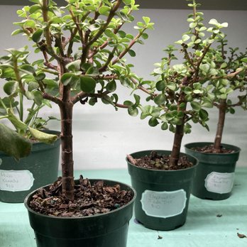 Barret Babes - Plants for sale - Used, Vintage & Consignment Near Me - Louisville, Kentucky