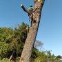 Photo of High Reach Tree Service