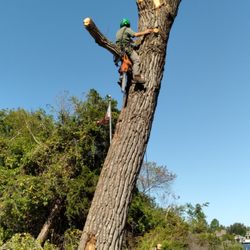High Reach Tree Service