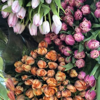 Plants N Petals - Florists Near Me - Houston, Texas Plants N Petals - Florists Near Me - Houston, Texas