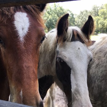 Gypsy Gold Horse Farm - Walking Tours Near Me - Ocala, Florida Gypsy Gold Horse Farm - Walking Tours Near Me - Ocala, Florida