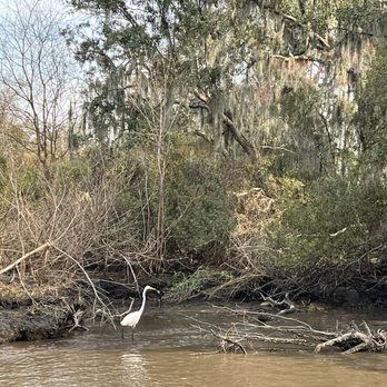 Airboat Adventures - Boat Tours Near Me - Lafitte, Louisiana