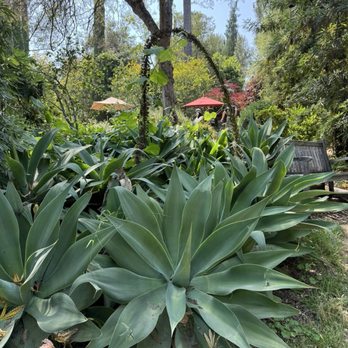 Arlington Garden in Pasadena - Botanical Gardens Near Me - Pasadena, California Arlington Garden in Pasadena - Botanical Gardens Near Me - Pasadena, California