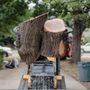 Photo of Clean Edge Tree Service & Removal