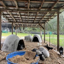 Rooterville Animal Sanctuary