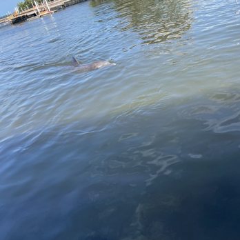 Dolphin Research Center - Tours Near Me - Marathon, Florida Dolphin Research Center - Tours Near Me - Marathon, Florida